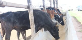 Farmers Complete Feedlot Management Training in Kumkani Mhlontlo Local Municipality Farmers Complete Feedlot Management Training in Kumkani Mhlontlo Local Municipality