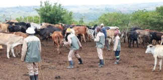 Imvaba Fund Boosts Nqabarha Cooperative in Willowvale