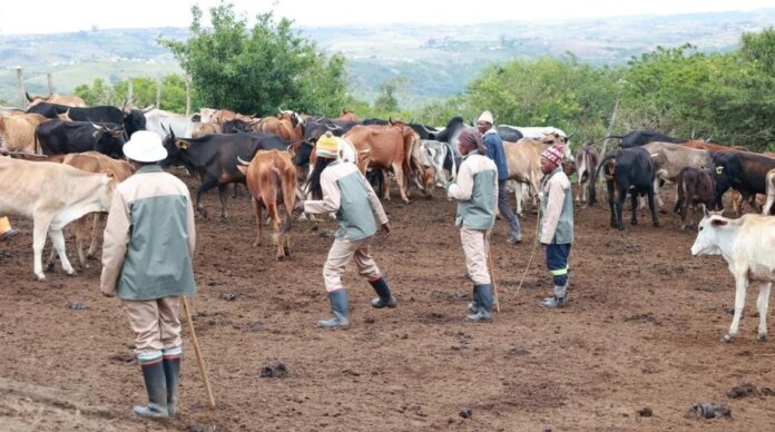 Imvaba Fund Boosts Nqabarha Cooperative In Willowvale Imvaba Fund Boosts Nqabarha Cooperative in Willowvale