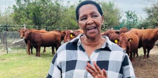 Makana Municipality Boosts Local Farmers with Livestock Support Makana Municipality Boosts Local Farmers with Livestock Support 1