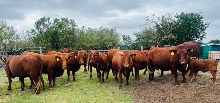 Makana Municipality Boosts Local Farmers With Livestock Support Makana Municipality Boosts Local Farmers with Livestock Support