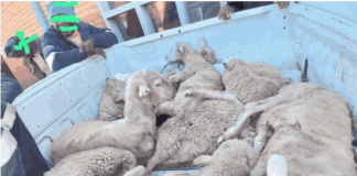 Police Crack Down on Stock Theft, Gun Crime in OR Tambo