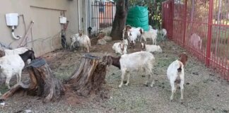 Three Men Remanded for Possession of Stolen Goats
