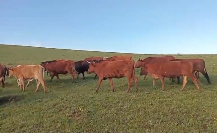 Ngcobo men court R150k livestock theft