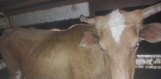 Two Men Arrested for Suspected Stock Theft in Qumbu Two Men Arrested Suspected Stock Theft Qumbu