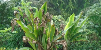 Bunchy top disease affected banana plant