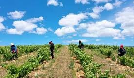 Eastern Cape Ramps Up Food Security Drive Across Communities Eastern Cape Ramps Up Food Security Drive Across Communities