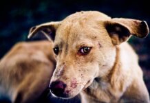 Government Warns of Rabies Outbreak in High-Risk Areas Government Warns of Rabies Outbreak in High Risk Areas