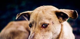 Government Warns of Rabies Outbreak in High-Risk Areas Government Warns of Rabies Outbreak in High Risk Areas