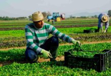 SMMEs Invited to Apply for 2025/26 Support Program Ingquza Hill Local Municipality open agriculture bursary opportunity