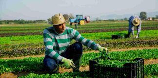 SMMEs Invited to Apply for 2025/26 Support Program Ingquza Hill Local Municipality open agriculture bursary opportunity