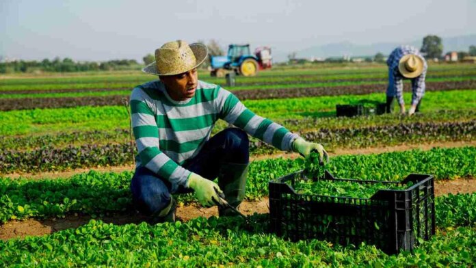 Ingquza Hill Local Municipality Open Agriculture Bursary Opportunity Ingquza Hill Local Municipality open agriculture bursary opportunity