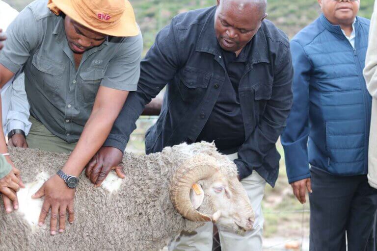 BKB Hands Over 51 Merino Rams to Sterkspruit Farmers