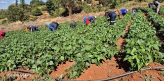 Limpopo Farmer Expanded Agribusiness and Created Youth Jobs