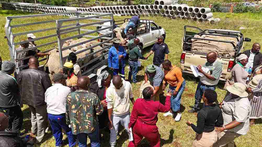Municipality hands over sheep to reward consistent participants of the annual Tsolo Agricultural Show. Municipality hands over sheep to reward consistent participants of the annual Tsolo Agricultural Show.