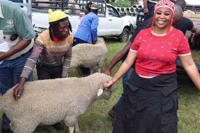 Municipality Hands Over Sheep To Reward Consistent Participants Of The Annual Tsolo Agricultural Show2 11zon Mhlontlo Farmers Receive Rams to Boost Local Sheep Breeding