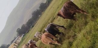 OR Tambo Police Recover 11 Stolen Cattle