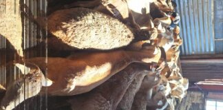 Two Arrested After 68 Stolen Sheep Recovered Near Upington