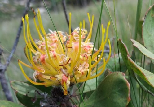 Amadiba Crisis Committe On Environment Amadiba Crisis Committe on environment