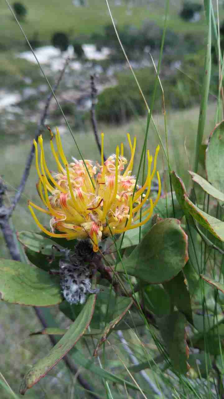 Photos From Sinegugu Zukulu, (4) photos from Sinegugu Zukulu