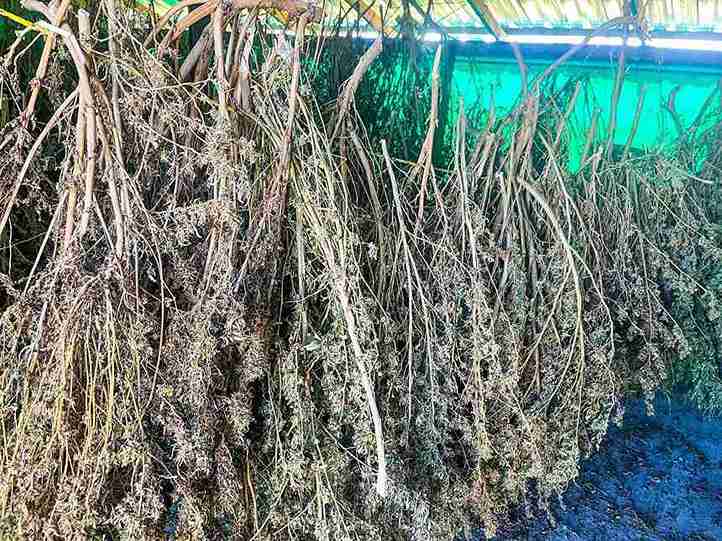 Eastern Cape agency visits hemp farms to unlock rural growth opportunities Eastern Cape agency visits hemp farms to unlock rural growth opportunities
