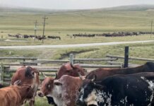 FMD vaccination drive reaches Ntbankulu village as farmers respond to livestock threat FMD vaccination drive reaches Ntbankulu village as farmers respond to livestock threat