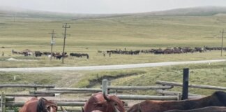 FMD vaccination drive reaches Ntbankulu village as farmers respond to livestock threat FMD vaccination drive reaches Ntbankulu village as farmers respond to livestock threat