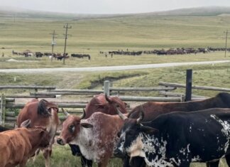 FMD vaccination drive reaches Ntbankulu village as farmers respond to livestock threat FMD vaccination drive reaches Ntbankulu village as farmers respond to livestock threat