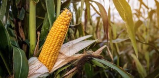 Ingquza Hill opens maize support programme for 2026 planting season Ingquza Hill opens maize support programme for 2026 planting season