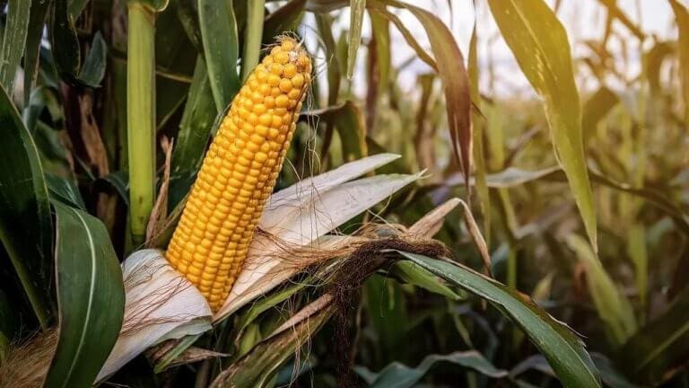 Ingquza Hill opens maize support programme for 2026 planting season