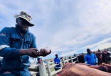 Livestock vaccination drive reaches Enoch Mgijima farms as farmers raise concerns Livestock vaccination drive reaches Enoch Mgijima farms as farmers raise concerns