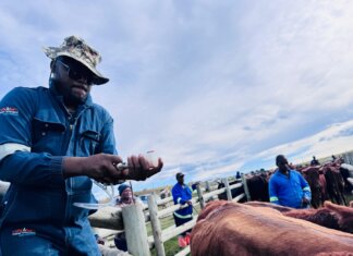 Livestock vaccination drive reaches Enoch Mgijima farms as farmers raise concerns Livestock vaccination drive reaches Enoch Mgijima farms as farmers raise concerns
