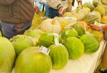 Umzimvubu farmers gain buyers and market access after 2026 show Umzimvubu farmers gain buyers and market access after 2026 show