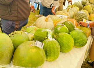 Umzimvubu farmers gain buyers and market access after 2026 show Umzimvubu farmers gain buyers and market access after 2026 show