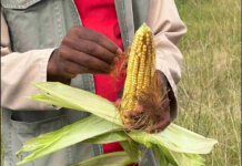 Matatiele farmer expands maize project and creates local jobs Zizipho Klaas