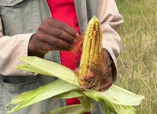 Matatiele farmer expands maize project and creates local jobs Zizipho Klaas
