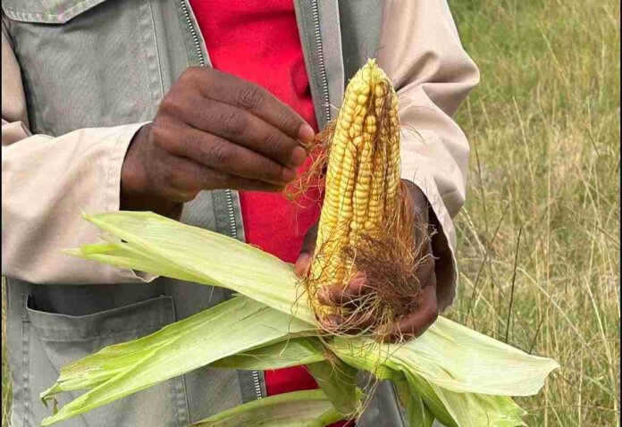 Zizipho Klaas Zizipho Klaas