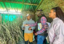 Eastern Cape agency visits hemp farms to unlock rural growth opportunities intsangu south african weed