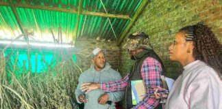 Eastern Cape agency visits hemp farms to unlock rural growth opportunities intsangu south african weed