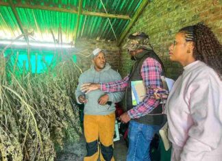 Eastern Cape agency visits hemp farms to unlock rural growth opportunities intsangu south african weed