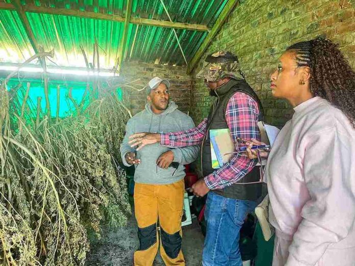 intsangu south african weed