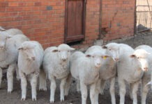 Eastern Cape farmers warned: simple steps to stop stock theft before it happens Counting and Identification of Animals