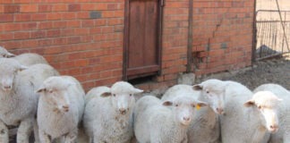 Eastern Cape farmers warned: simple steps to stop stock theft before it happens Counting and Identification of Animals