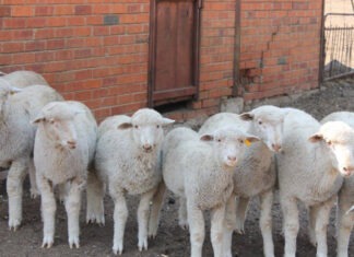 Eastern Cape farmers warned: simple steps to stop stock theft before it happens Counting and Identification of Animals