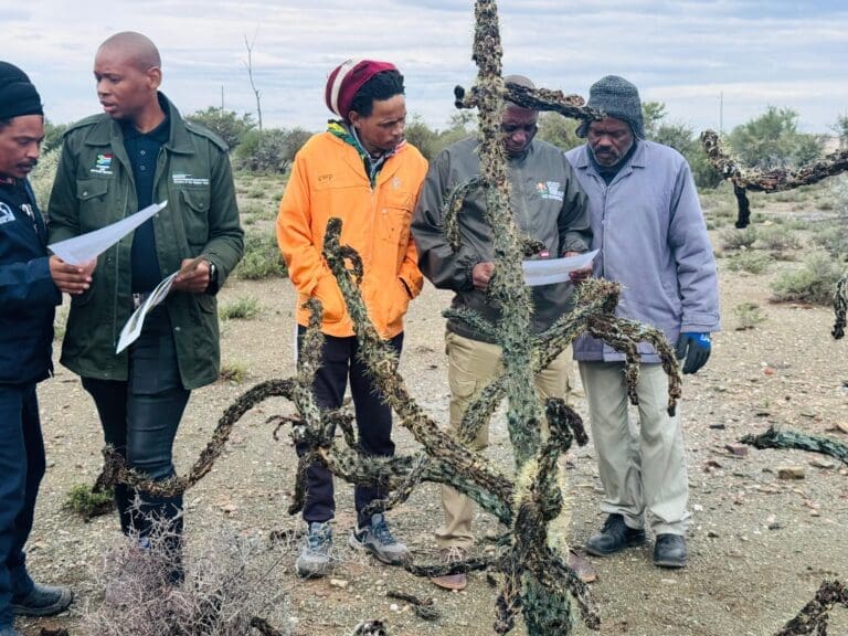 Eastern Cape LandCare Project Targets Invasive Cactus and Supports Goat Farmers in Dr Beyers Naudé2