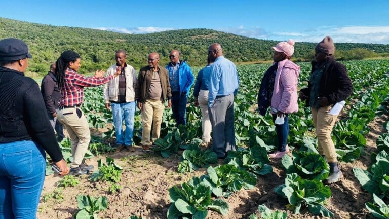 Zanyokwe Irrigation Scheme,